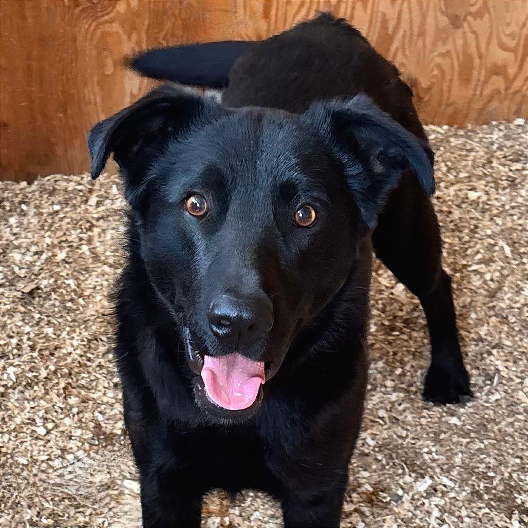 Enlarge Hap, a Adoptable mixed breed in TONASKET, WA image 4/6