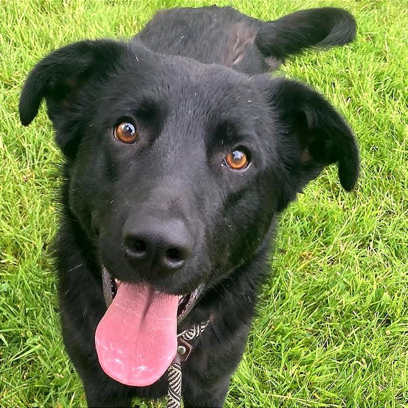 Enlarge Hap, a Adoptable mixed breed in TONASKET, WA image 5/6