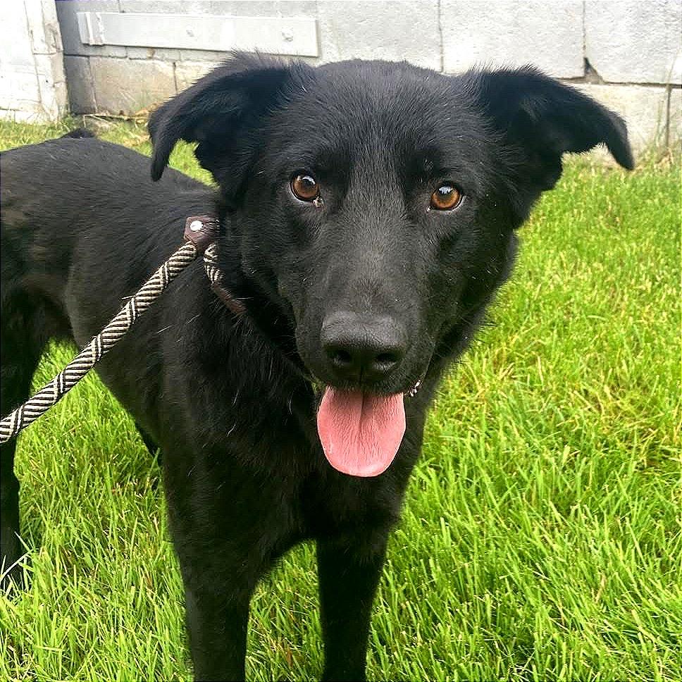 Enlarge Hap, a Adoptable mixed breed in TONASKET, WA image 6/6