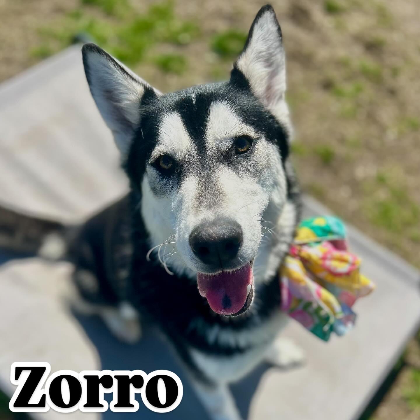 Zorro Tag #429, Adoptable, Young Male Husky.