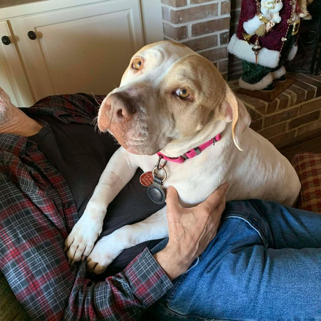 Enlarge Matilda, an adopted mixed breed in Seguin, TX image 2/6