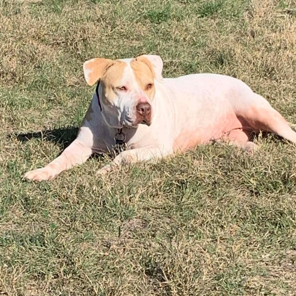 Matilda, adopted, Adult Female American Bully & American Bulldog.