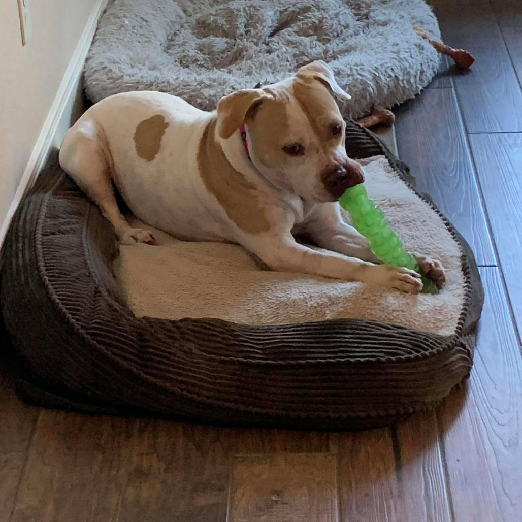 Enlarge Matilda, an adopted mixed breed in Seguin, TX image 4/6