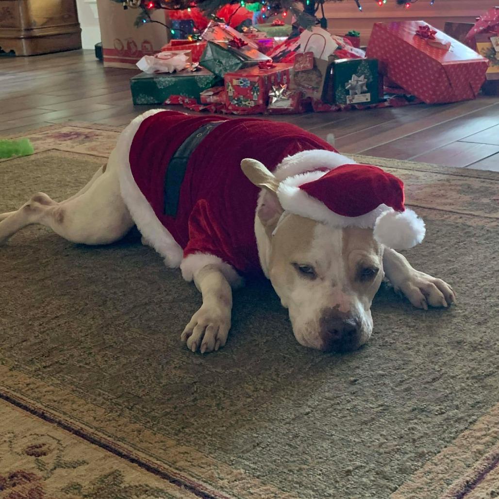 Enlarge Matilda, an adopted mixed breed in Seguin, TX image 3/6