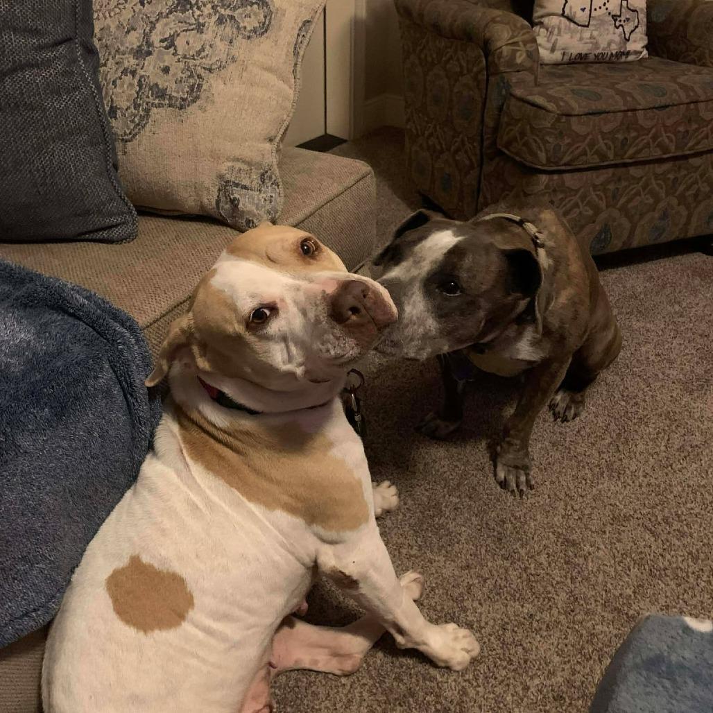 Enlarge Matilda, an adopted mixed breed in Seguin, TX image 5/6