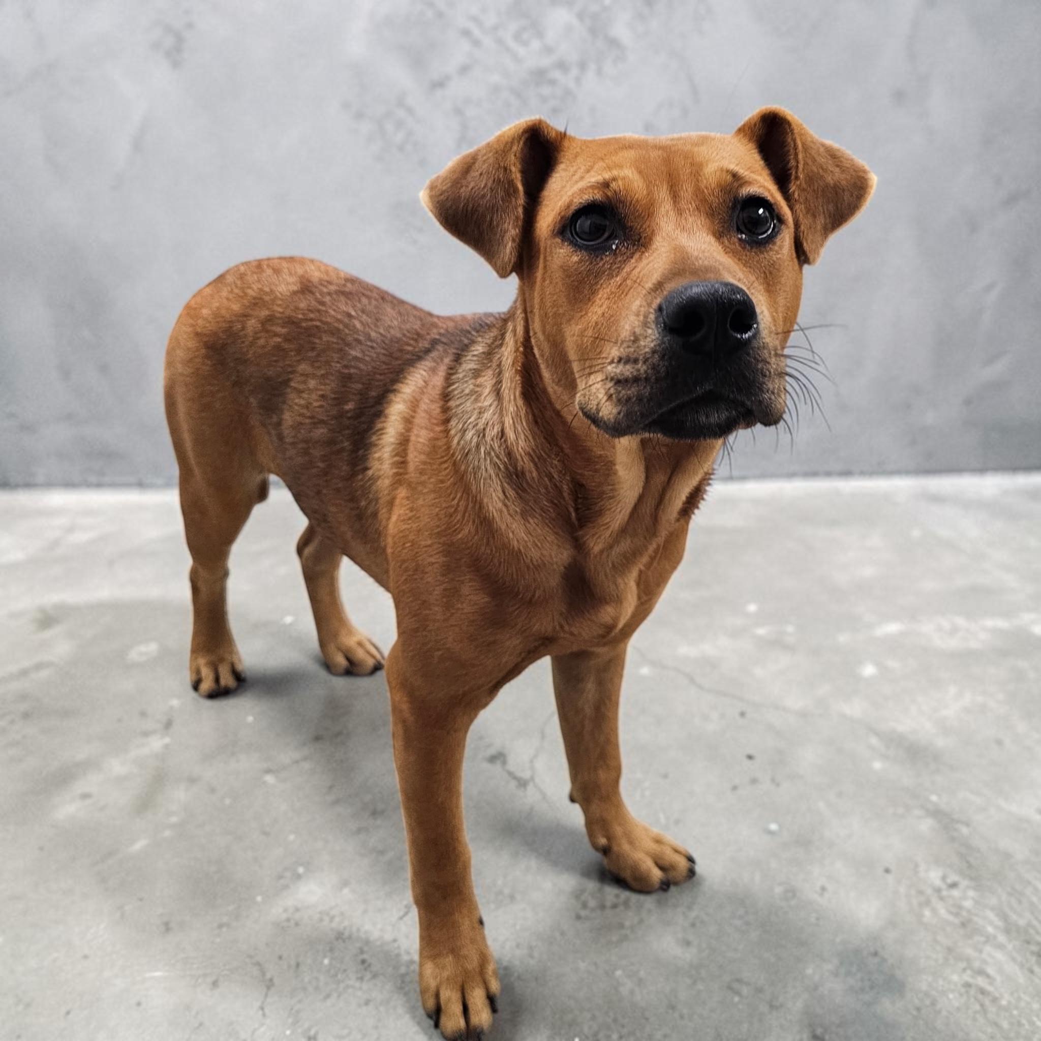 Belle, Adoptable, Puppy Female Labrador Retriever.