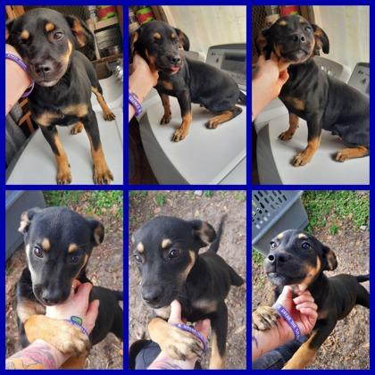 Von - 2, Adoptable, Puppy Male Rottweiler & Mixed Breed.