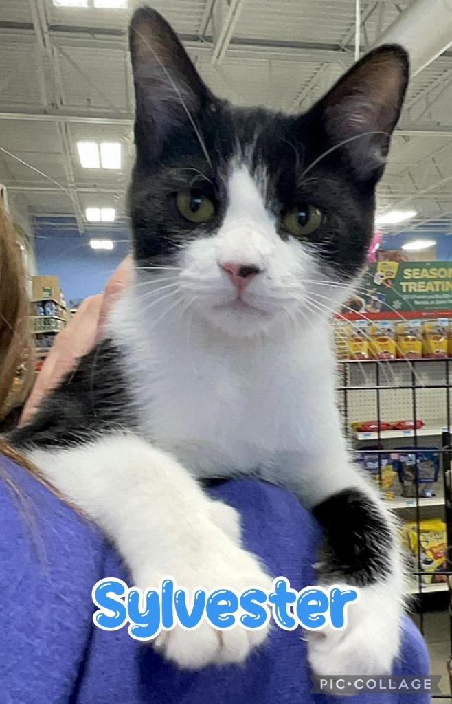 Sylvester, a Adoptable mixed breed in Fort Oglethorpe, GA image 2/6