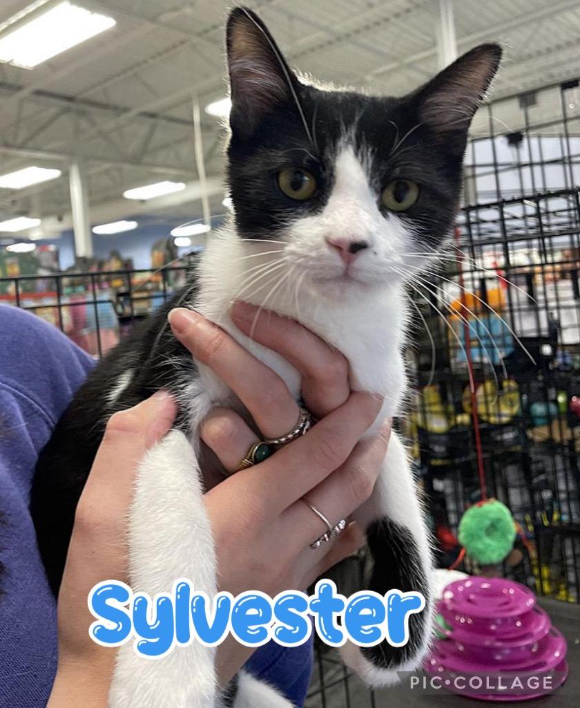 Sylvester, a Adoptable mixed breed in Fort Oglethorpe, GA image 3/6