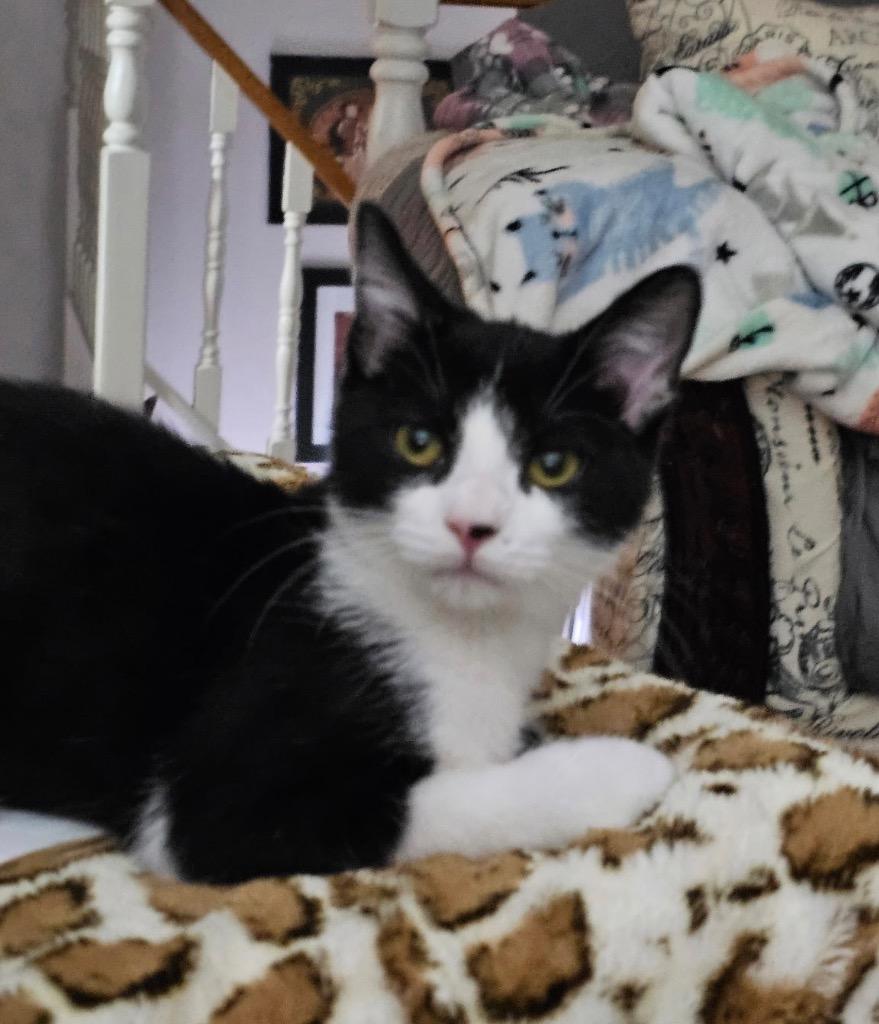 Sylvester, a Adoptable mixed breed in Fort Oglethorpe, GA image 4/6