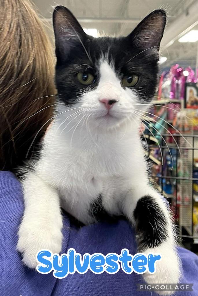 Sylvester, a Adoptable mixed breed in Fort Oglethorpe, GA image 5/6