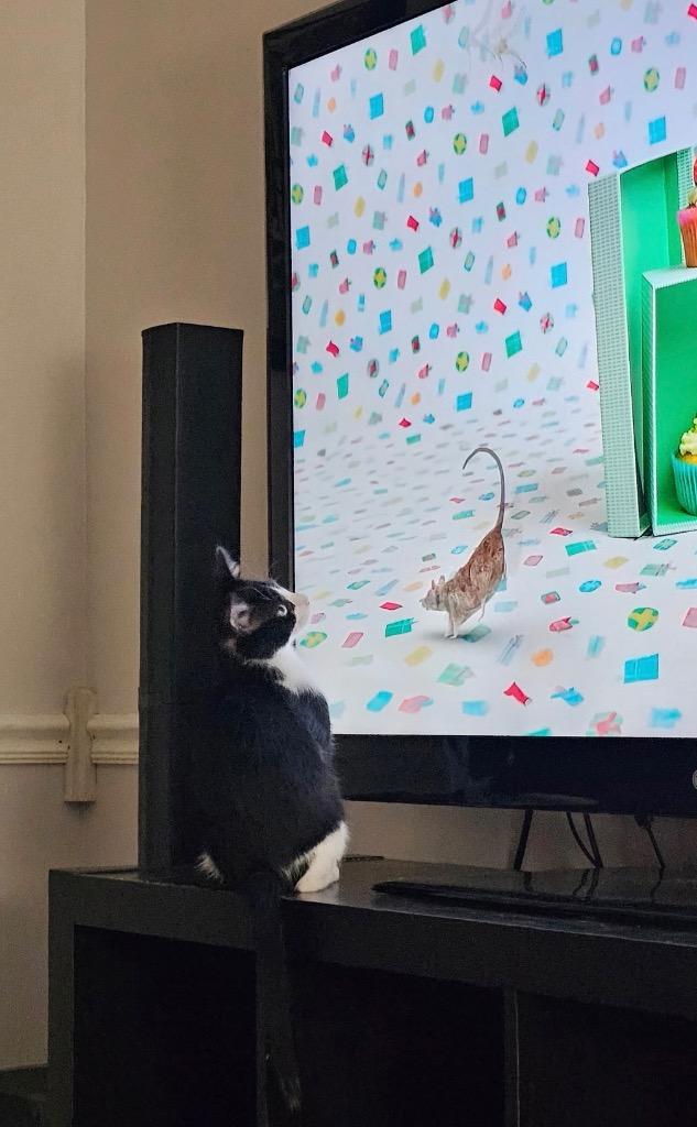 Sylvester, a Adoptable mixed breed in Fort Oglethorpe, GA image 6/6