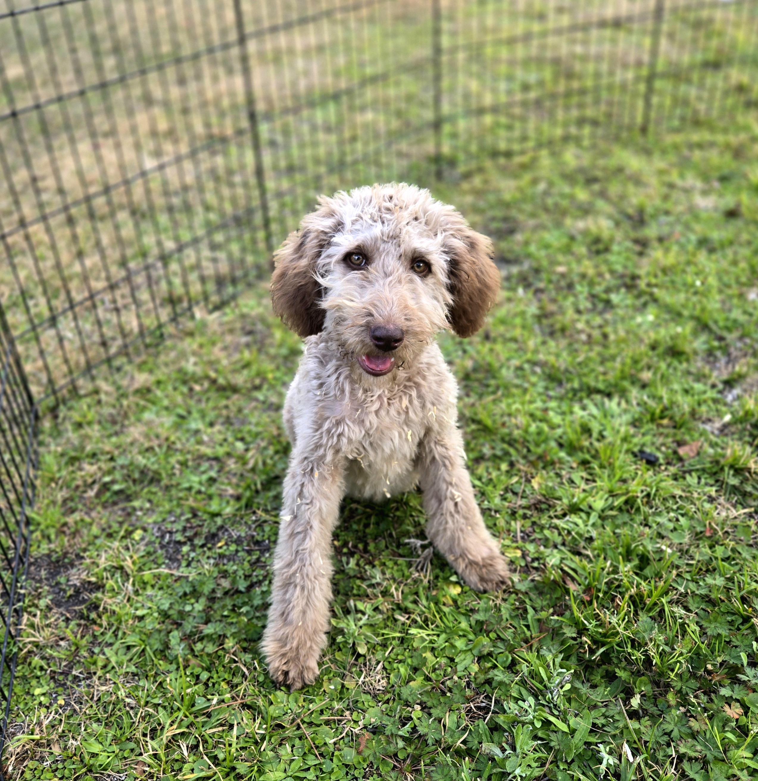 Enlarge Almond, a ADOPTABLE mixed breed in Oviedo, FL image 4/4