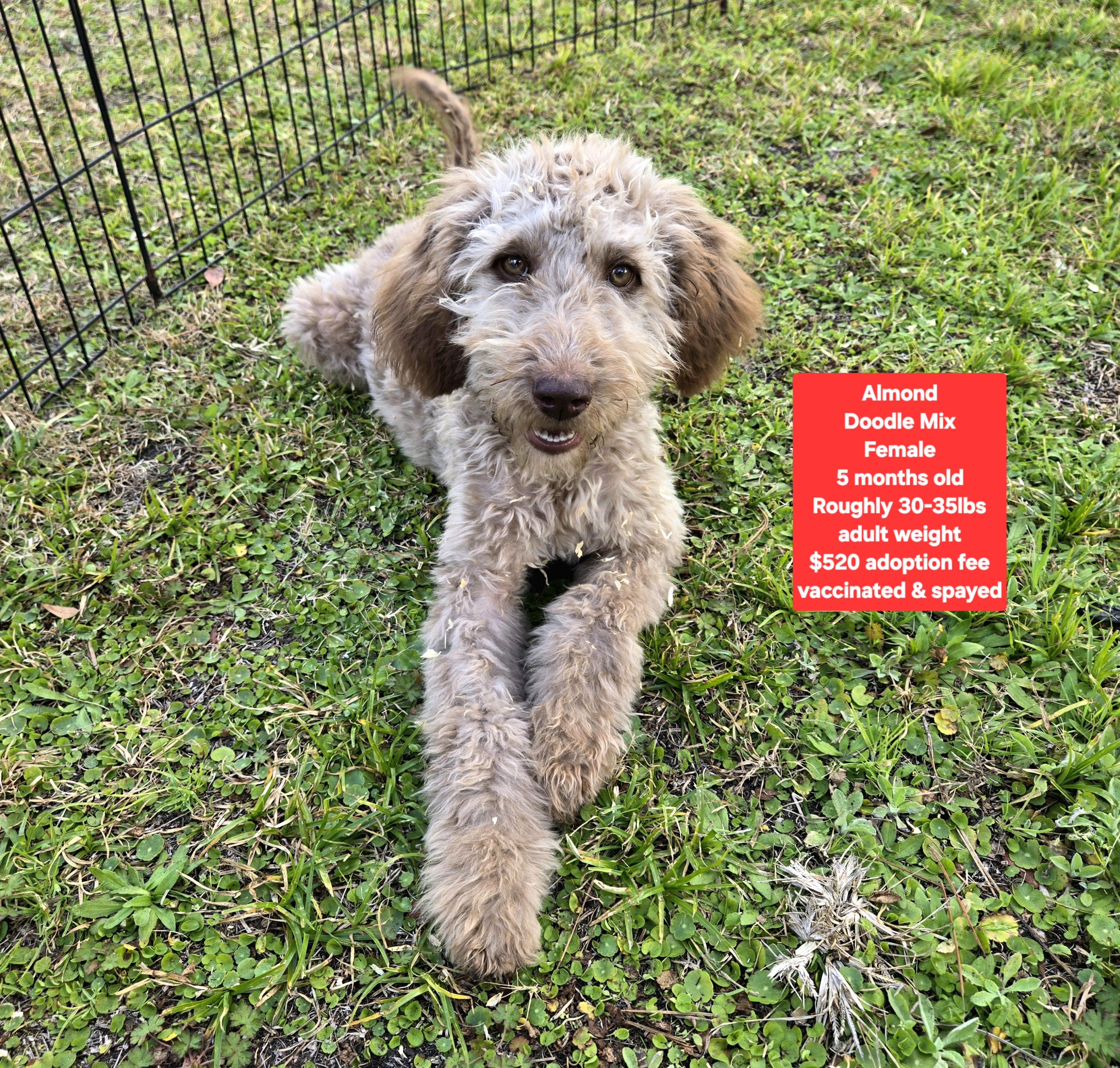 Almond, ADOPTABLE, Puppy Female Goldendoodle.