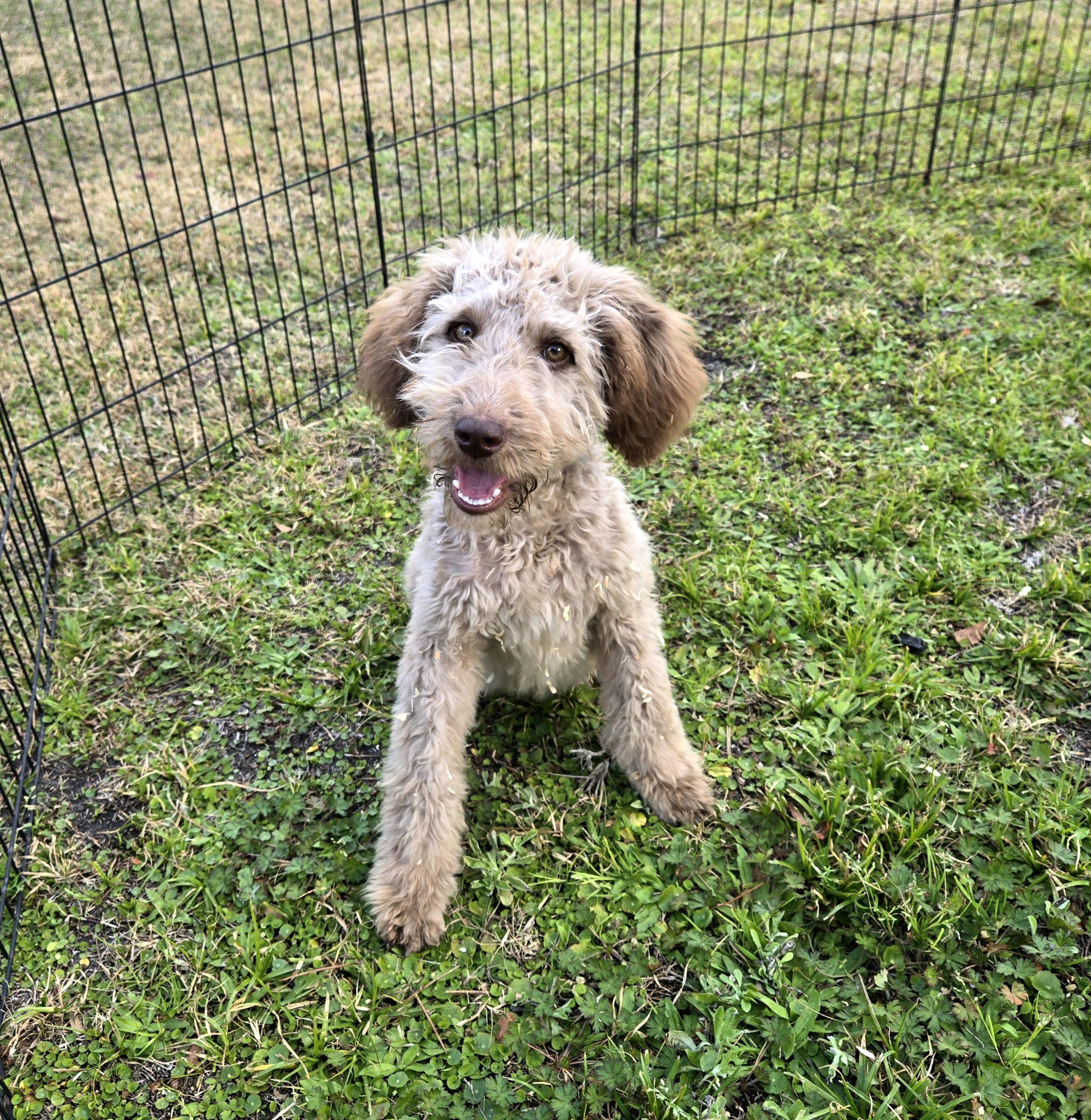 Enlarge Almond, a ADOPTABLE mixed breed in Oviedo, FL image 2/4