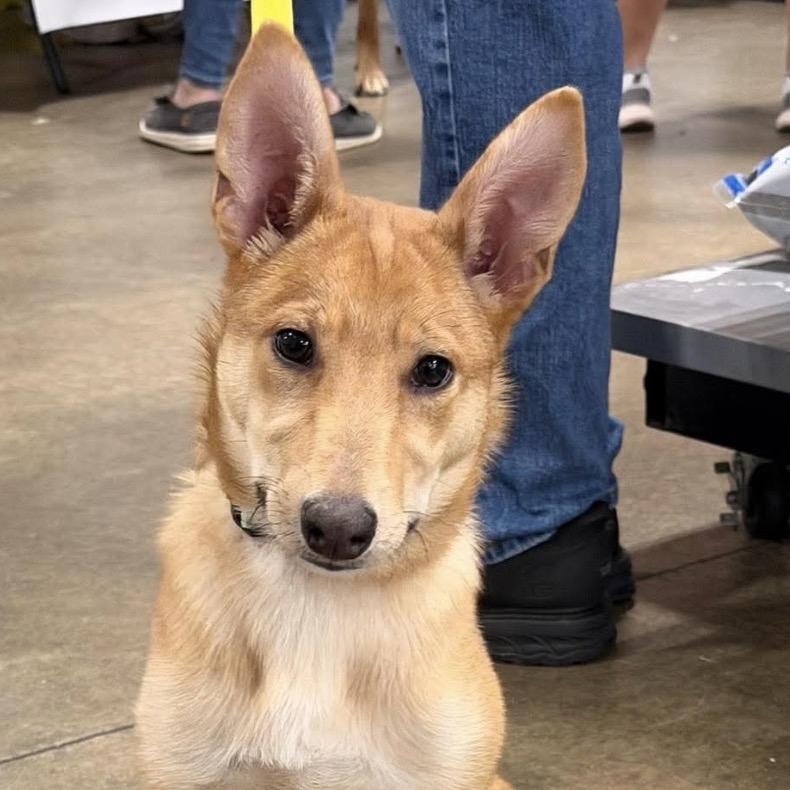 Arameel, Adoptable, Puppy Female Mixed Breed.