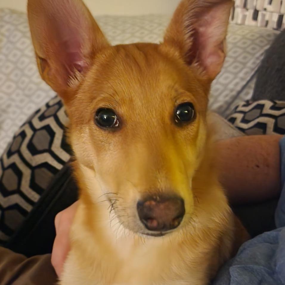 Arameel, Adoptable, Puppy Female Mixed Breed.