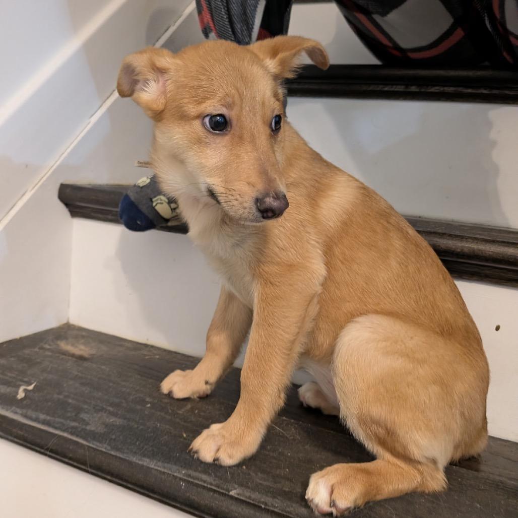 Arameel, a Adoptable Mixed Breed in Fredericksburg, VA image 2/4