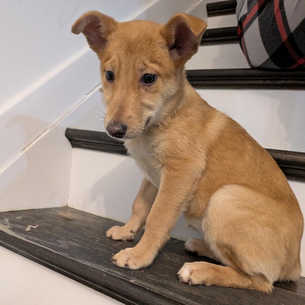 Arameel, a Adoptable Mixed Breed in Fredericksburg, VA image 4/4