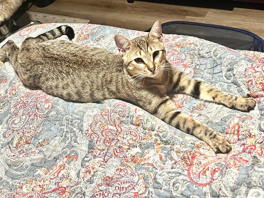 Ron, Adoptable, Kitten Male Domestic Medium Hair.