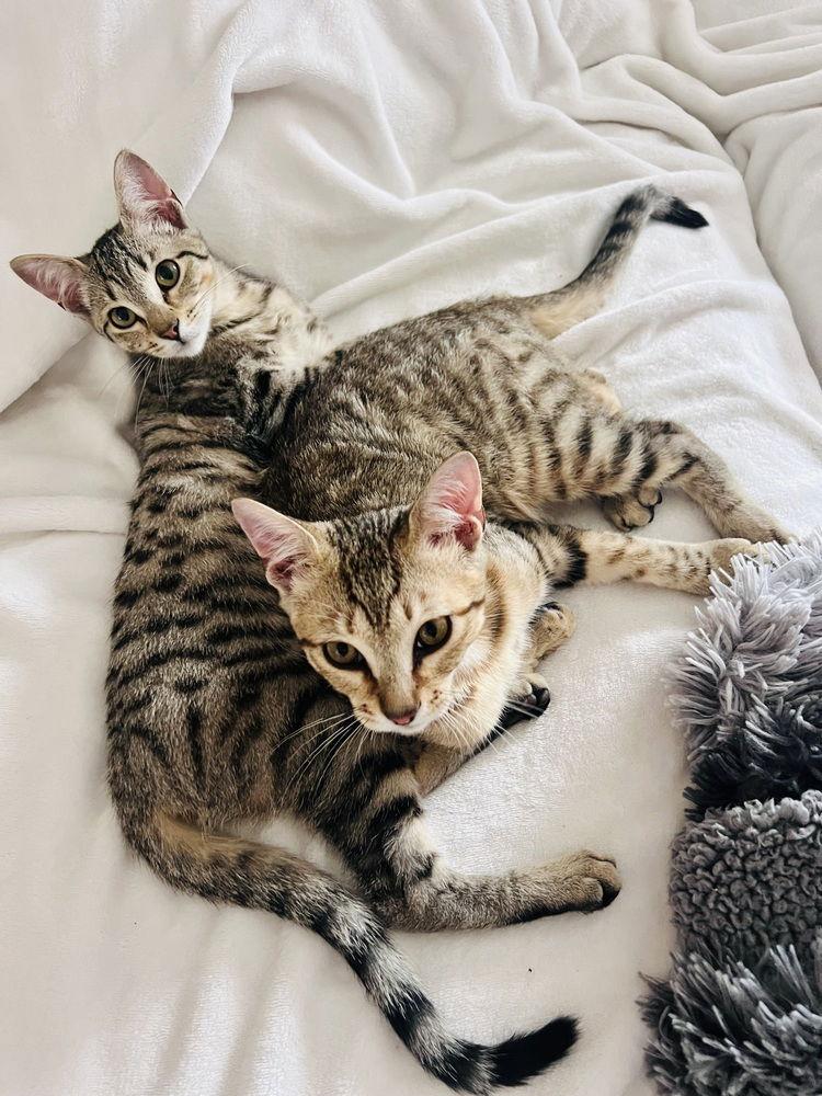 Enlarge Ron, a Adoptable Domestic Medium Hair in Panama city, FL image 2/3