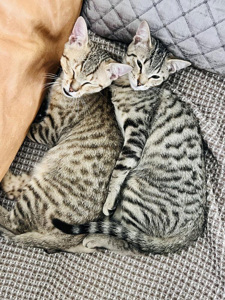 Enlarge Ron, a Adoptable Domestic Medium Hair in Panama city, FL image 3/3