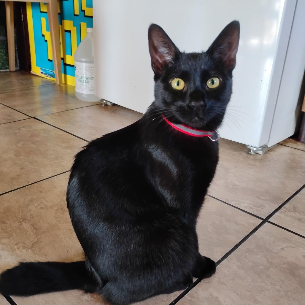 Betty Boop, Adoptable, Young Female Domestic Short Hair.