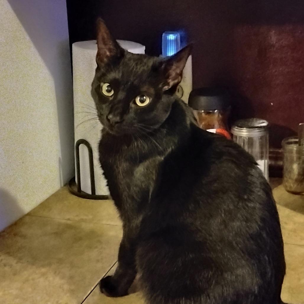 Enlarge Betty Boop, a Adoptable Domestic Short Hair in Ferndale, WA image 2/2