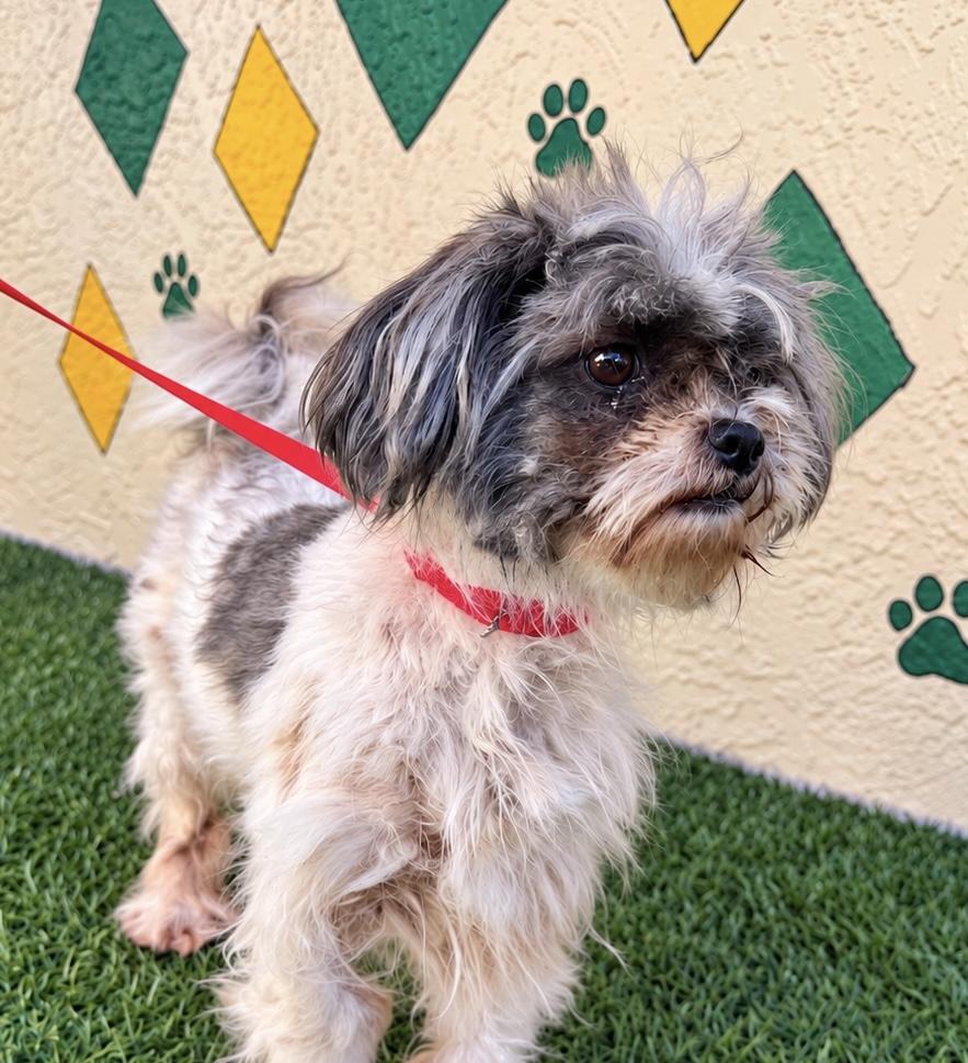 Enlarge Bonnie, a Adoptable Shih Tzu in Orlando, FL image 1/1