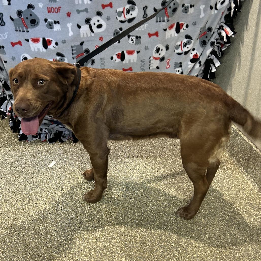 Nyx*, Adoptable, Young Female Pit Bull Terrier & Labrador Retriever.
