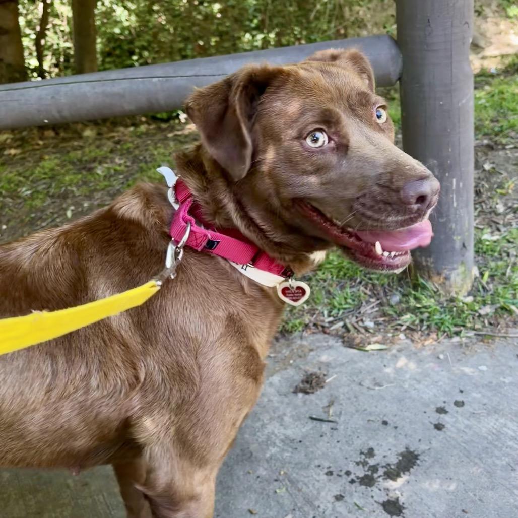 Enlarge Nyx*, a Adoptable mixed breed in San Gabriel, CA image 2/6