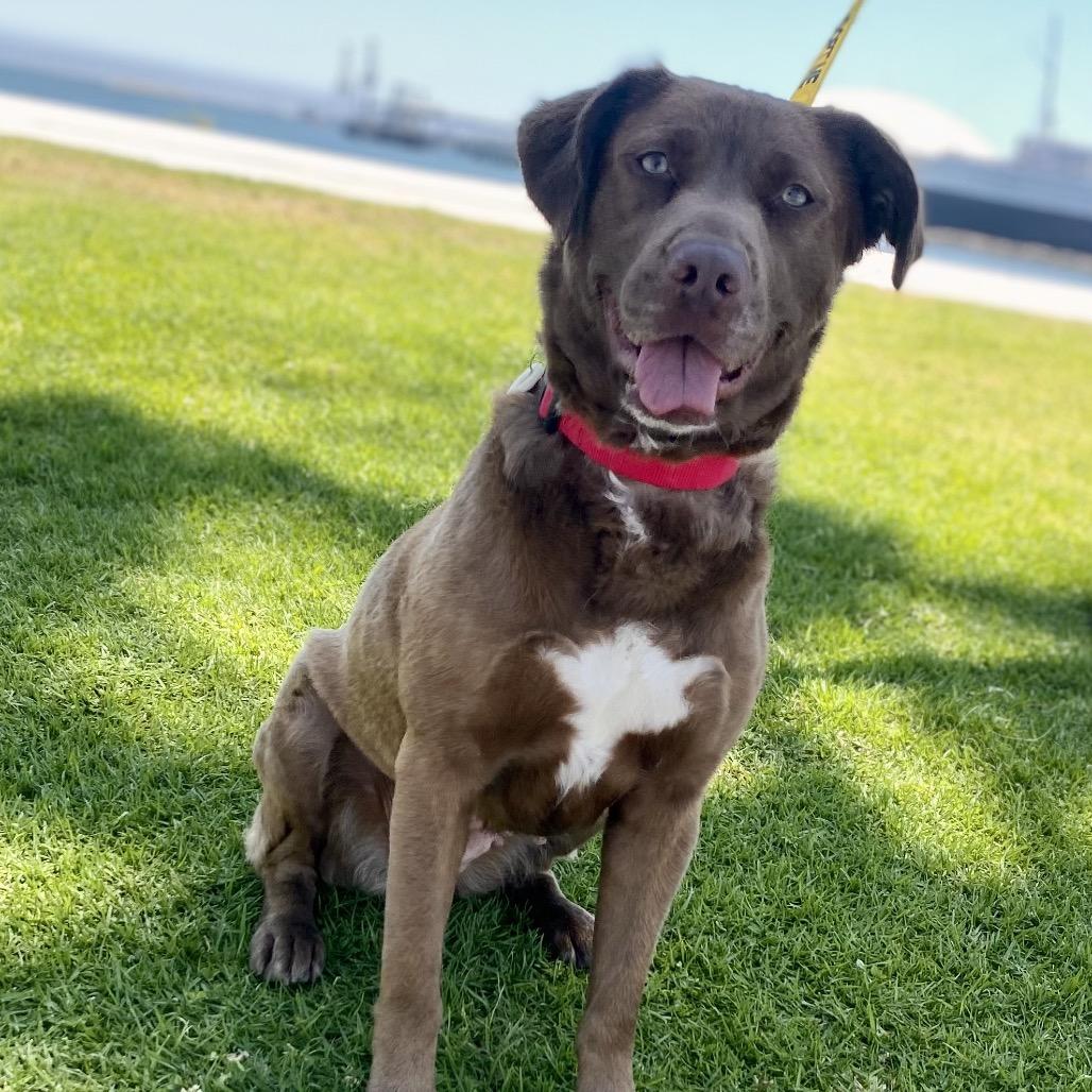 Enlarge Nyx*, a Adoptable mixed breed in San Gabriel, CA image 3/6