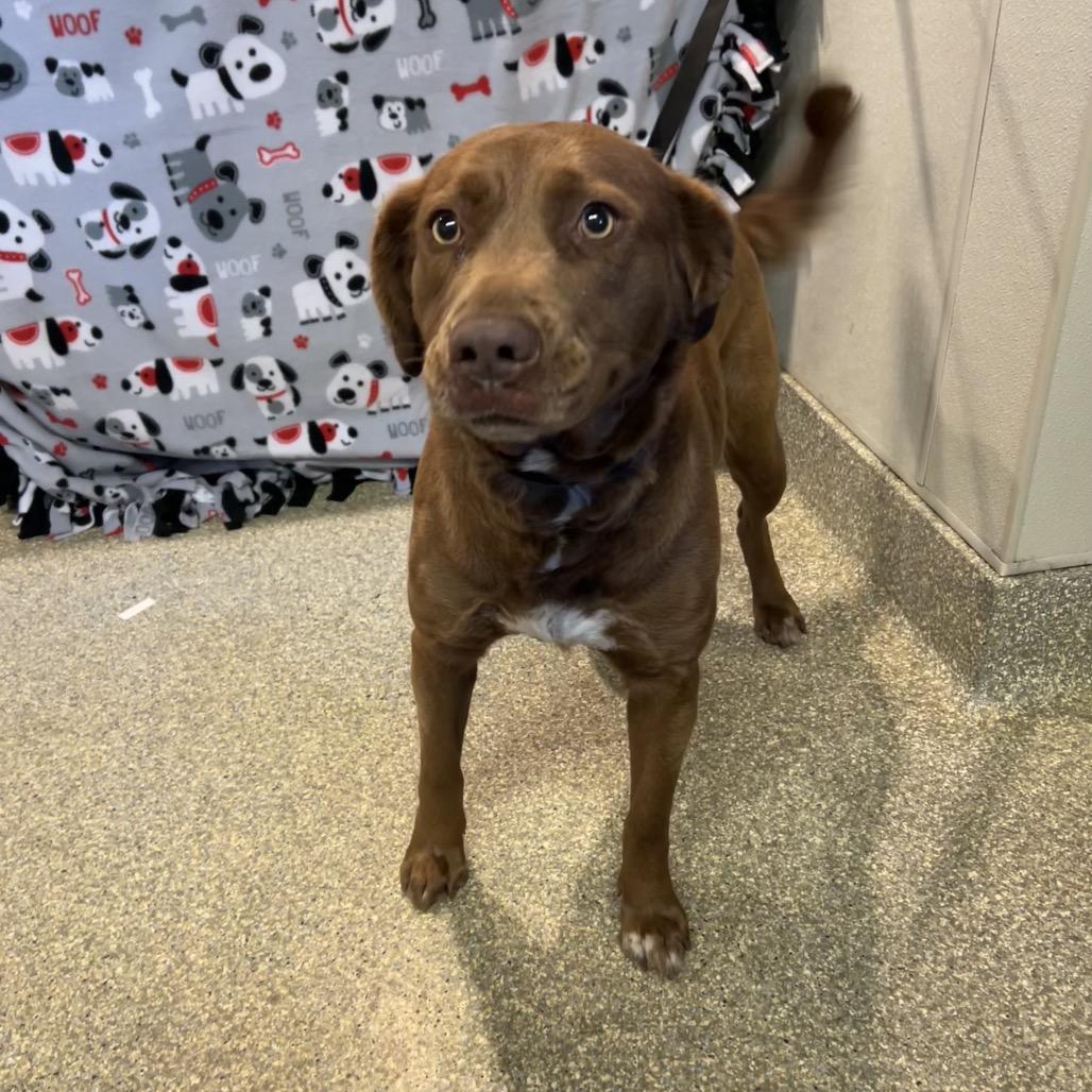 Enlarge Nyx*, a Adoptable mixed breed in San Gabriel, CA image 4/6