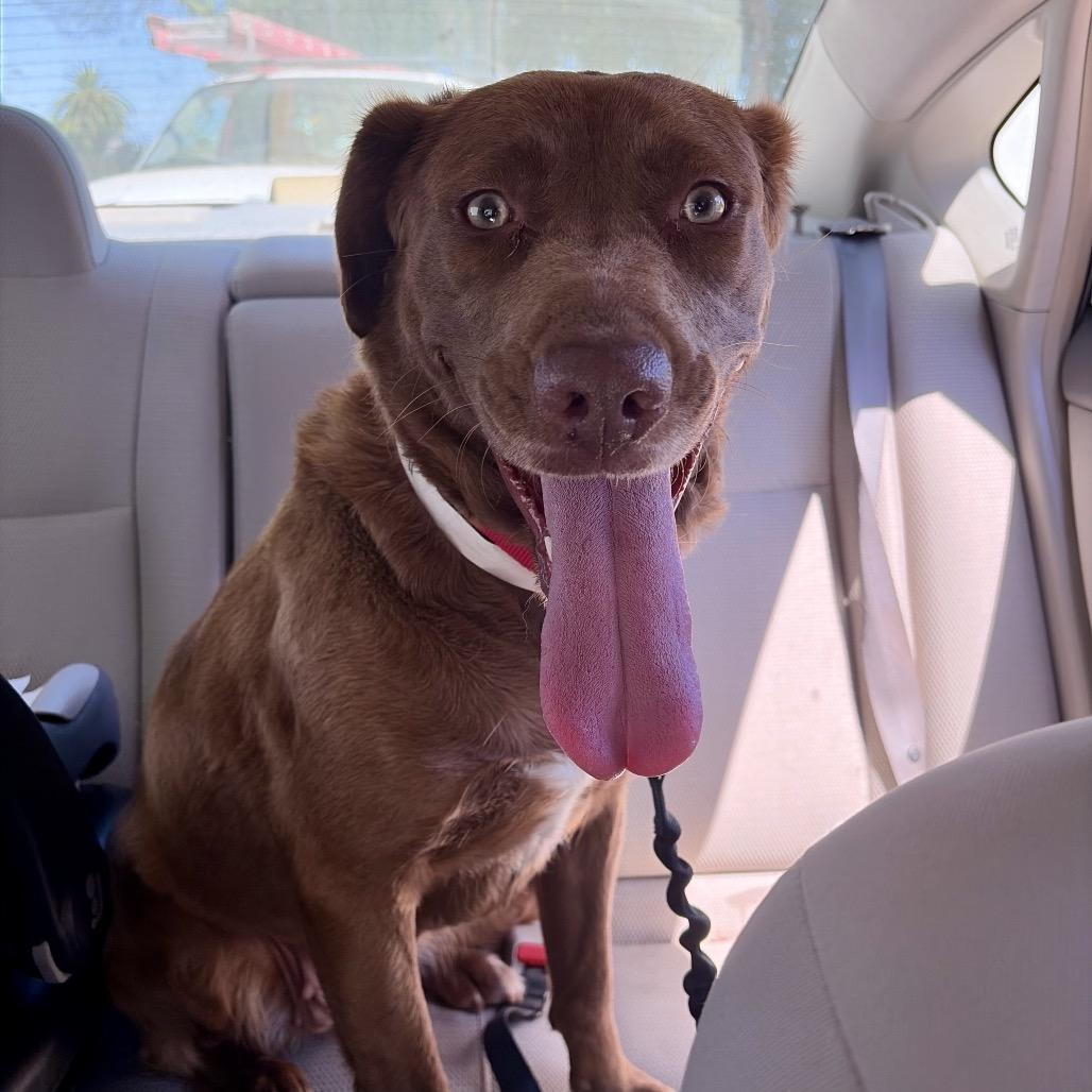 Enlarge Nyx*, a Adoptable mixed breed in San Gabriel, CA image 5/6
