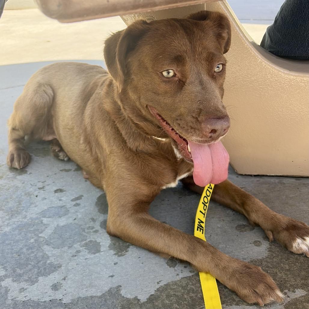 Enlarge Nyx*, a Adoptable mixed breed in San Gabriel, CA image 6/6