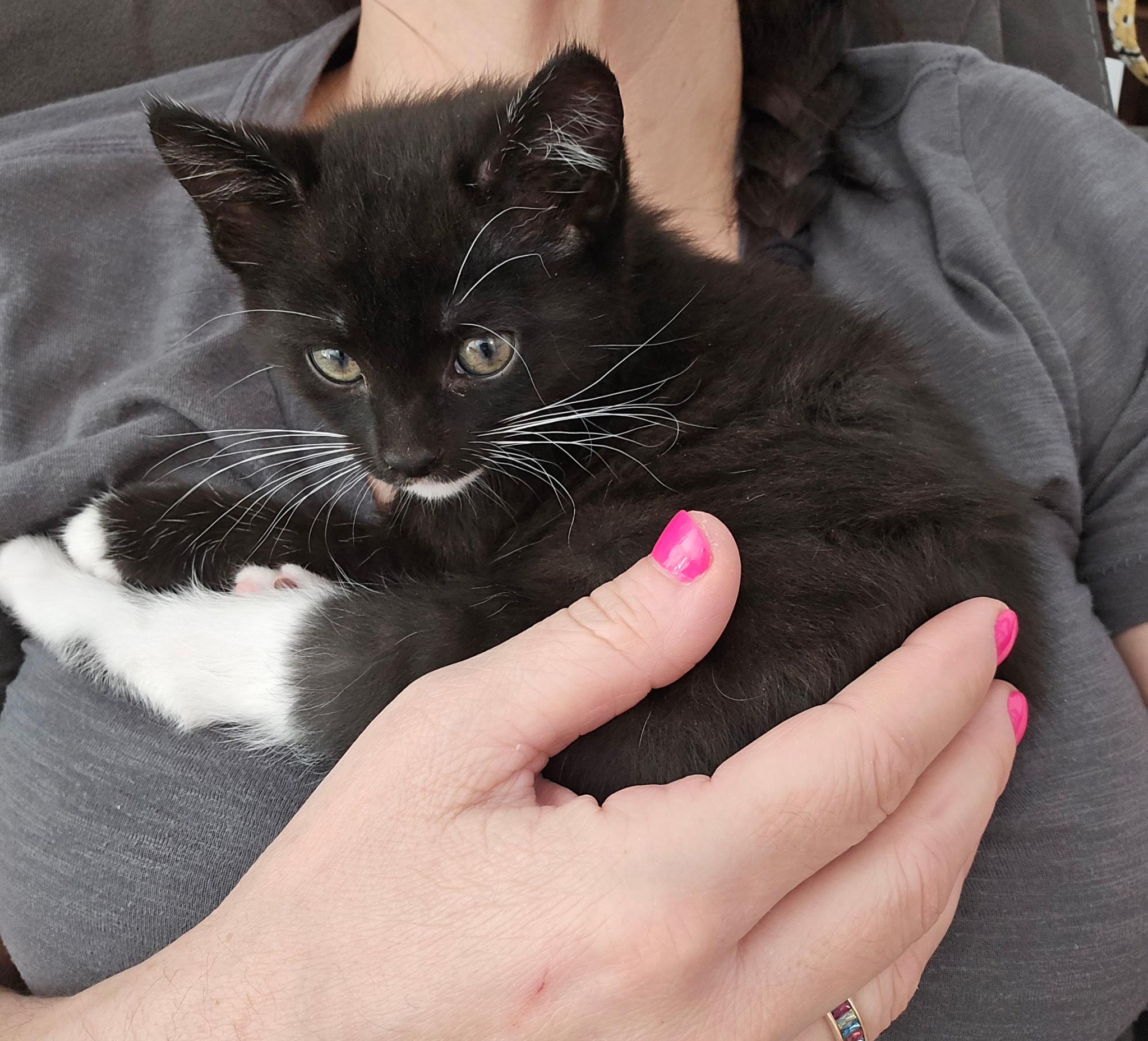 Maribel and Isabella, a ADOPTABLE Domestic Short Hair in Lawrenceville, GA image 4/5