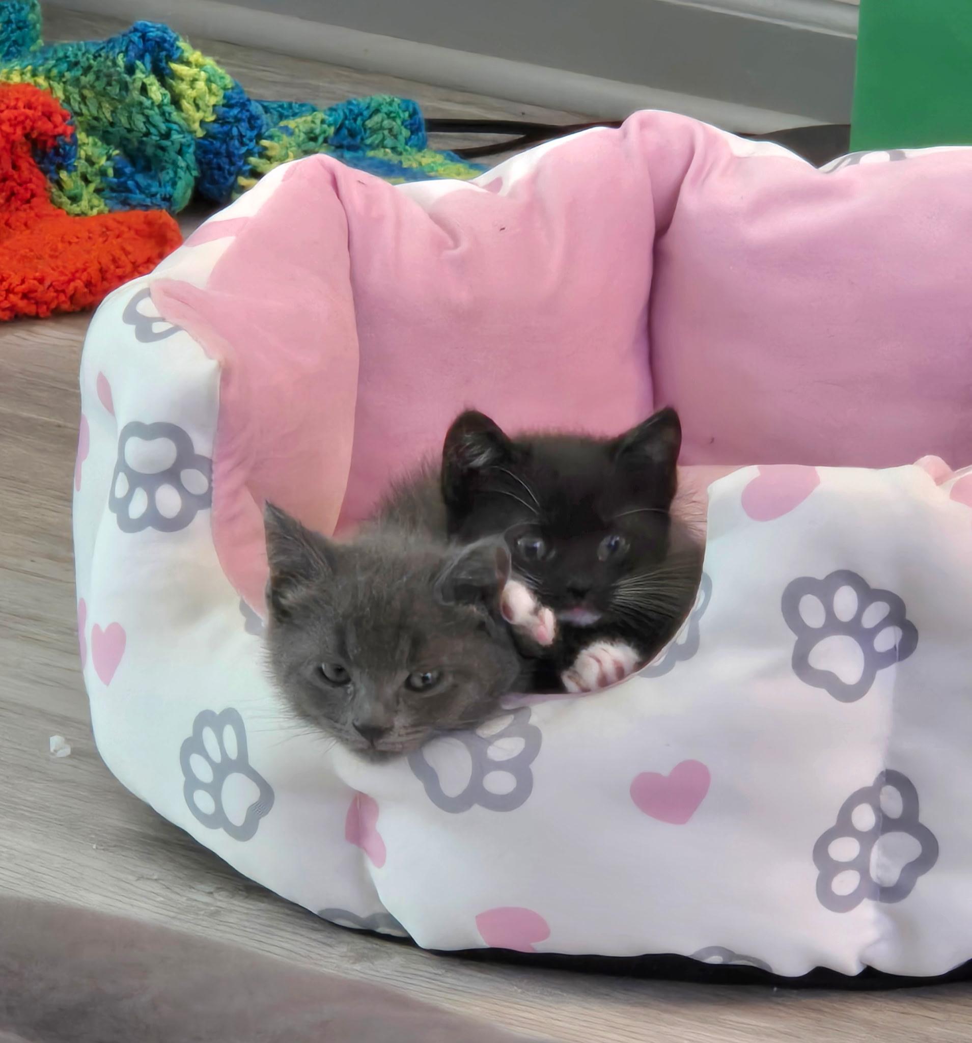 Maribel and Isabella, ADOPTABLE, Kitten Female Domestic Short Hair.