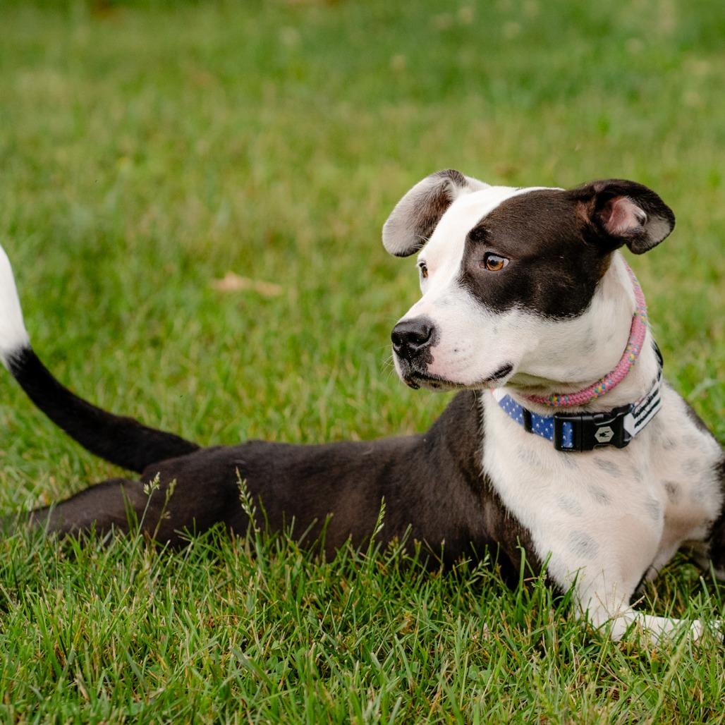 Luna, a Adoptable Mixed Breed in Winston-Salem, NC image 1/2