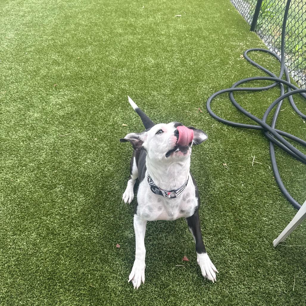 Enlarge Luna, a Adoptable Mixed Breed in Winston-Salem, NC image 3/6