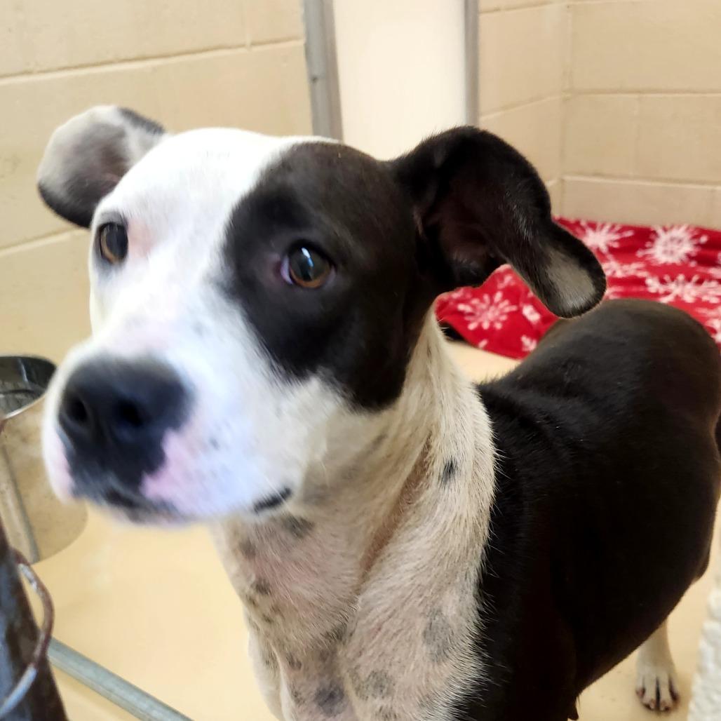 Luna, a Adoptable Mixed Breed in Winston-Salem, NC image 2/2