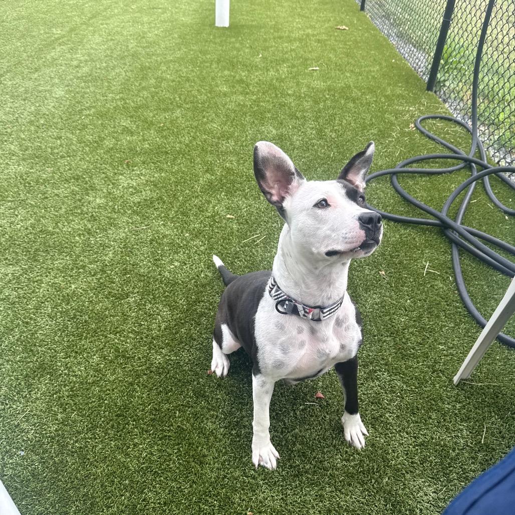 Enlarge Luna, a Adoptable Mixed Breed in Winston-Salem, NC image 6/6