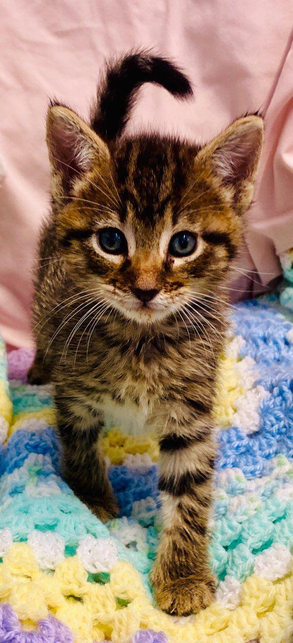 Enlarge Poison Ivy, a Adopted Domestic Short Hair in Colusa, CA image 4/4
