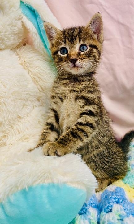 Enlarge Poison Ivy, a Adopted Domestic Short Hair in Colusa, CA image 3/4