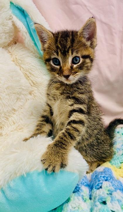 Enlarge Poison Ivy, a Adopted Domestic Short Hair in Colusa, CA image 1/4