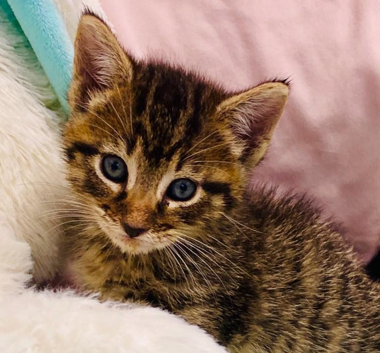 Enlarge Poison Ivy, a Adopted Domestic Short Hair in Colusa, CA image 2/4