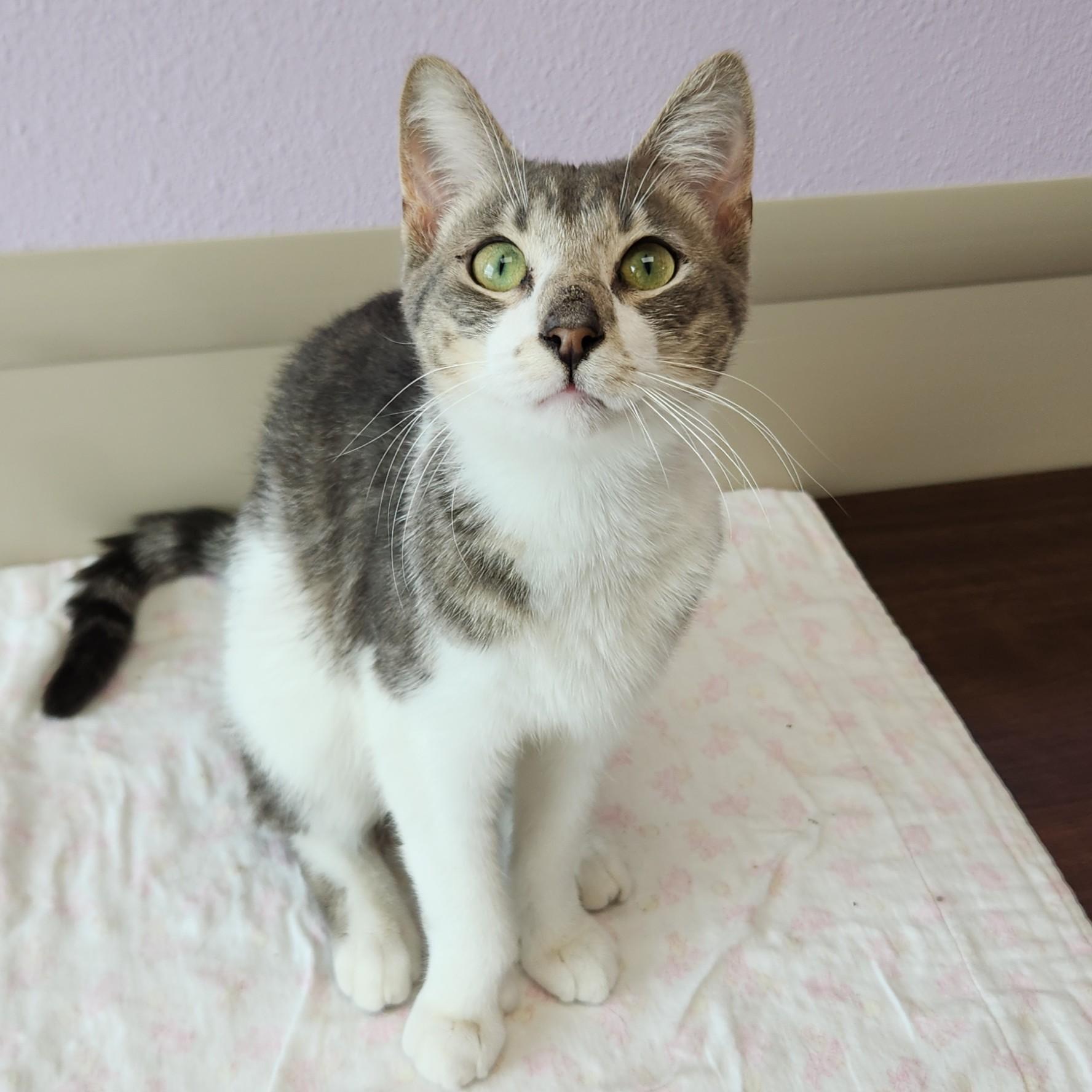 Enlarge Fingies, a ADOPTABLE Domestic Short Hair in Marshfield, WI image 4/6