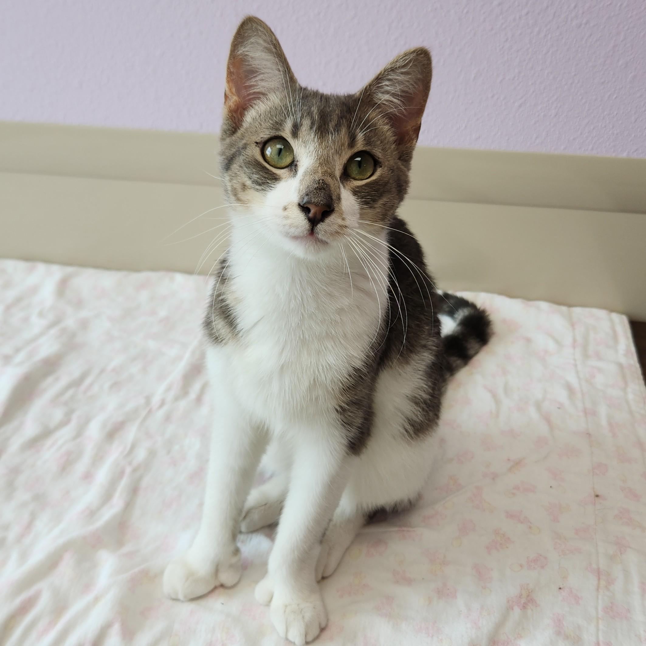 Enlarge Fingies, a ADOPTABLE Domestic Short Hair in Marshfield, WI image 3/6