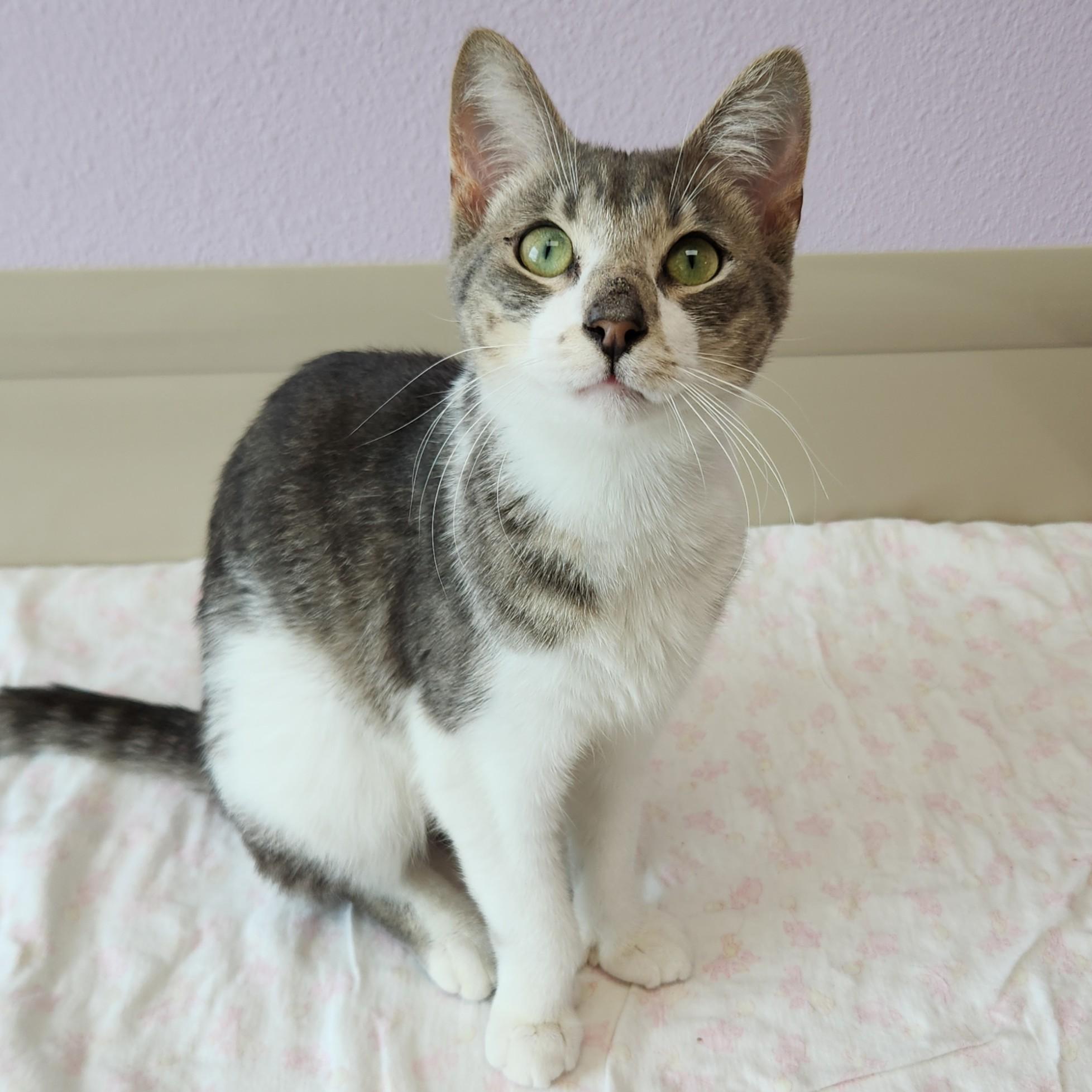 Enlarge Fingies, a ADOPTABLE Domestic Short Hair in Marshfield, WI image 2/6