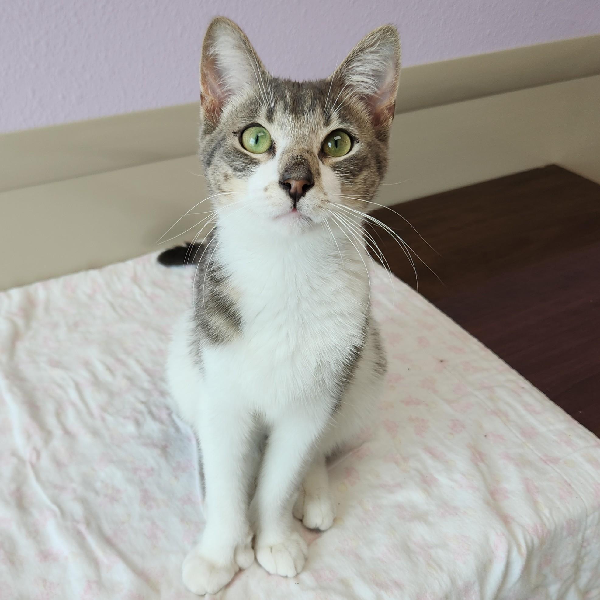 Enlarge Fingies, a ADOPTABLE Domestic Short Hair in Marshfield, WI image 5/6
