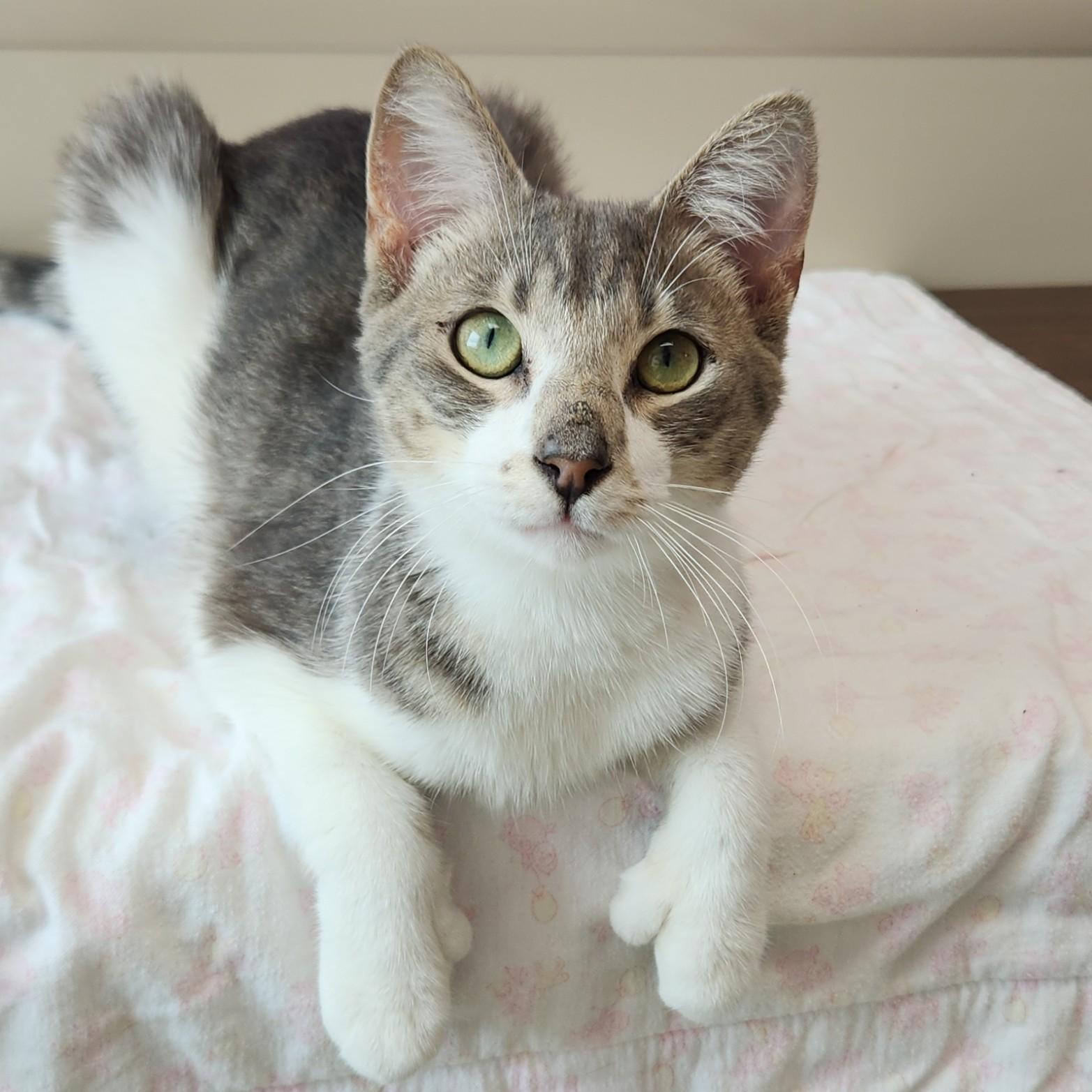 Fingies, ADOPTABLE, Adult Male Domestic Short Hair.